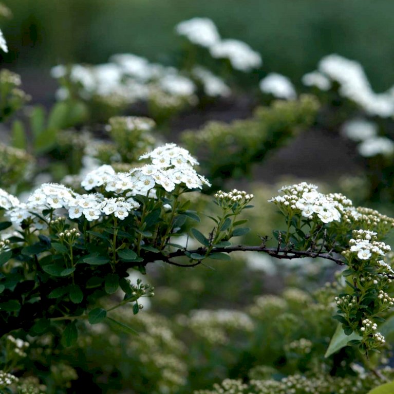 Spiræa 'Snowmound'