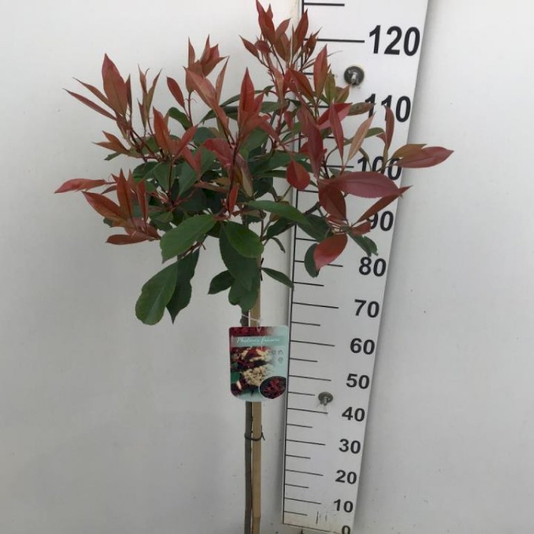 Glansmispel 'Red Robin'