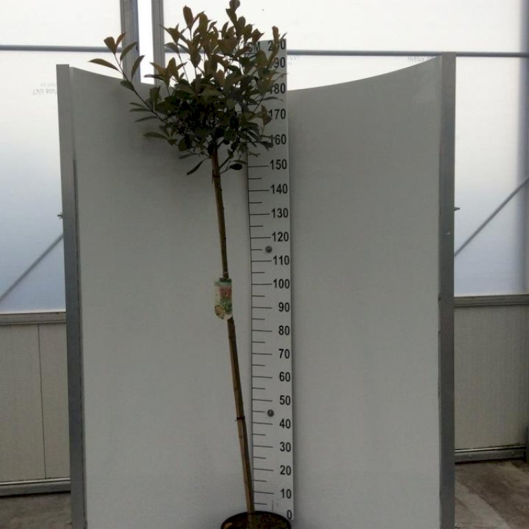 Glansmispel 'Red Robin'