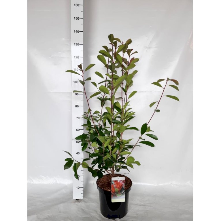 Glansmispel 'Red Robin'