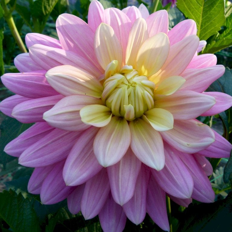 Dahlia 'Diana's Memory' - Blomsterløg - Plantetorvet.dk