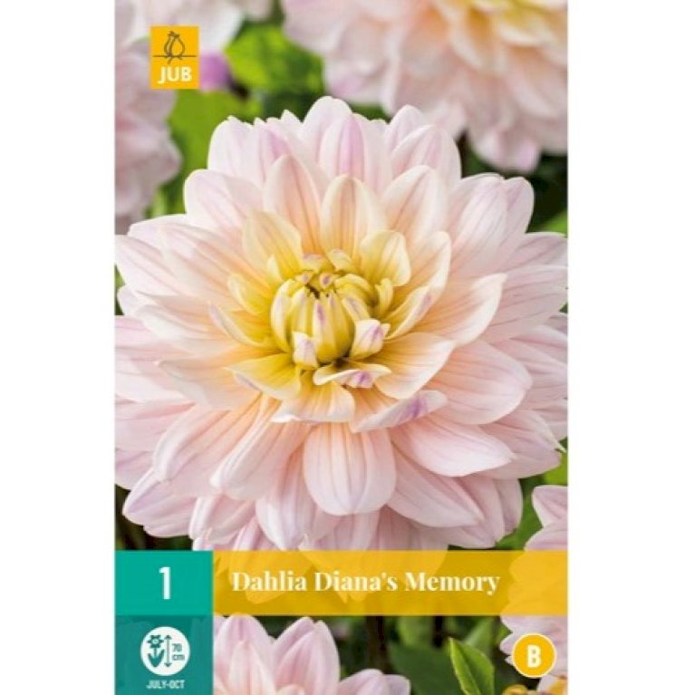 Dahlia 'Diana's Memory' - Blomsterløg - Plantetorvet.dk