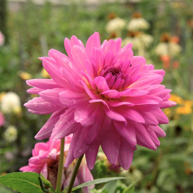 Dahlia 'Feline Yvonne'