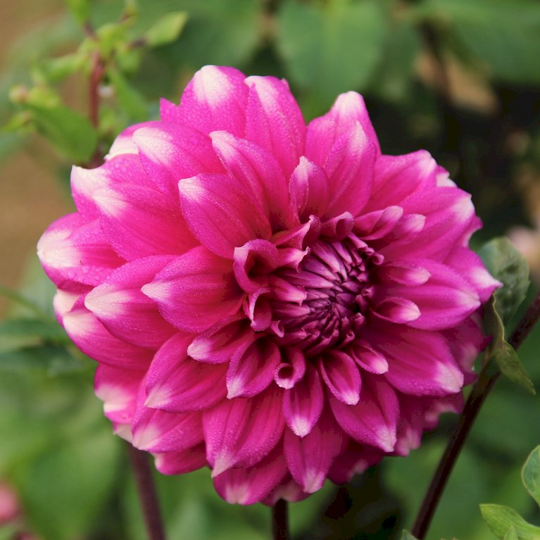 Dahlia Maldini