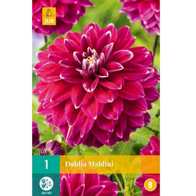 Dahlia Maldini