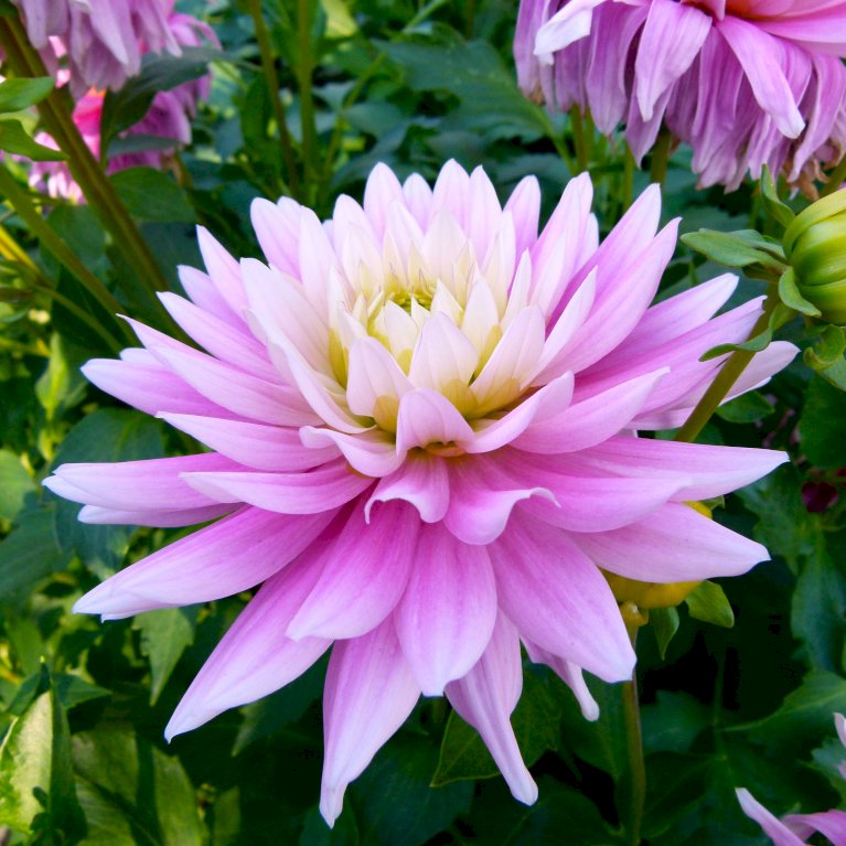 Dahlia 'Pink Petticoat'