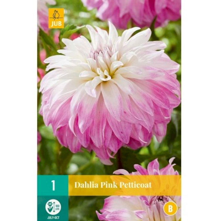 Dahlia 'Pink Petticoat'