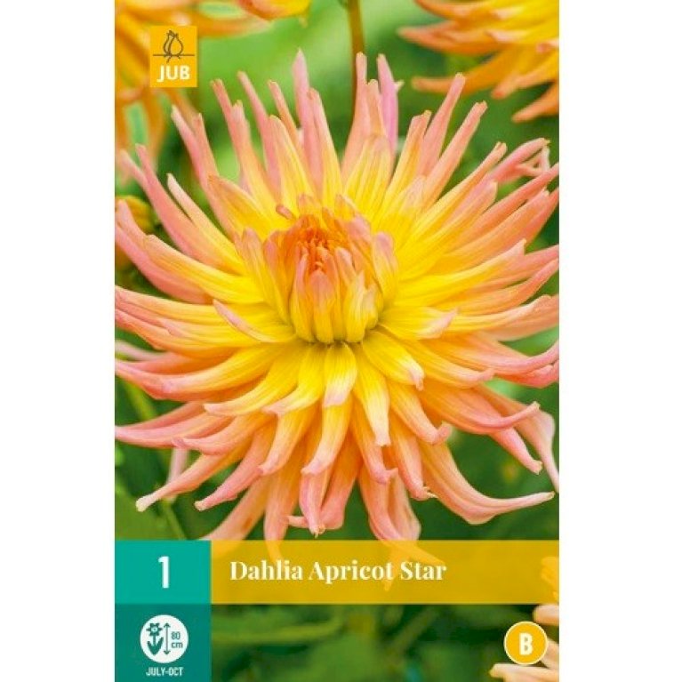 Dahlia 'Apricot Star'