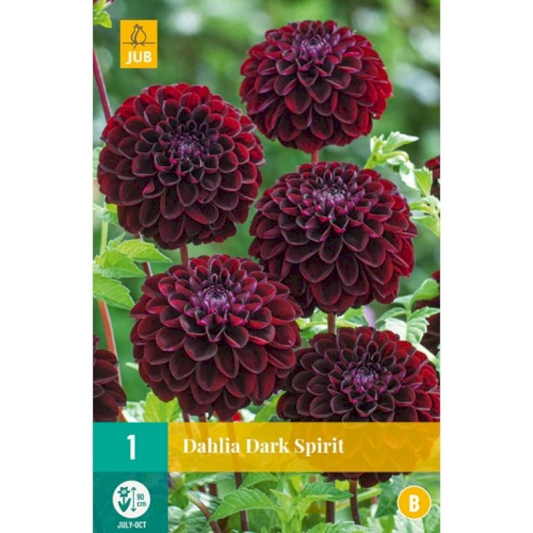 Dahlia 'Dark Spirit'