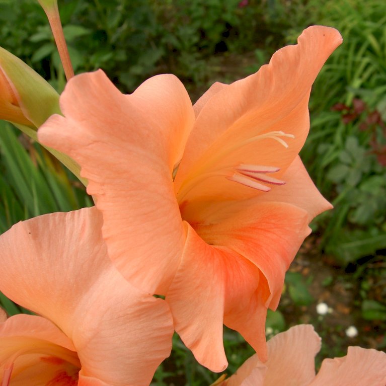 Gladiolus 'Orangerie'