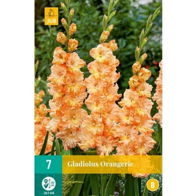 Gladiolus 'Orangerie'
