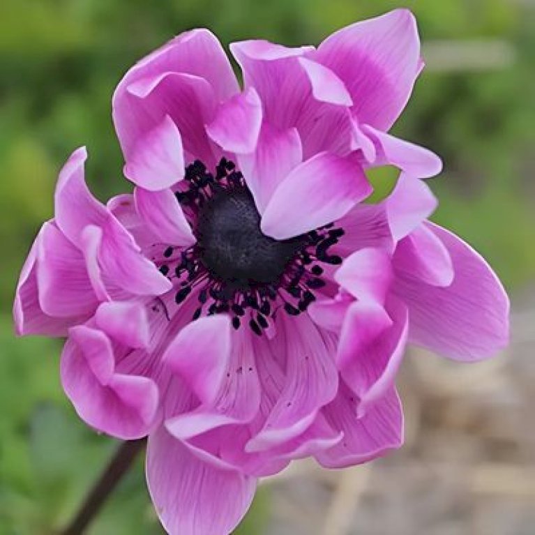 Fransk Anemone 'Sylphide'