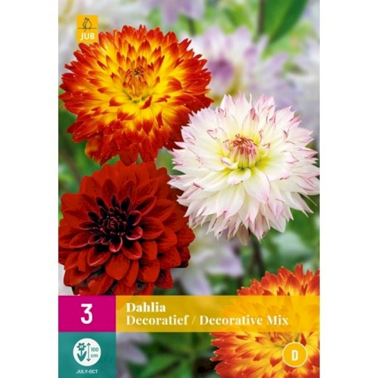 Dahlia 'Decoratief' XXL