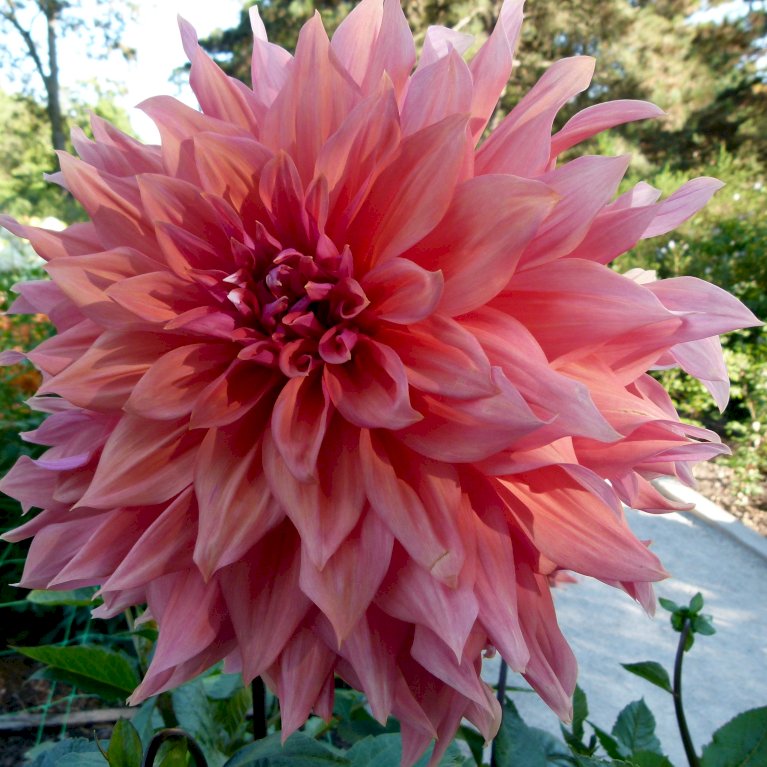 Dahlia 'Labyrinth Mix' XXL