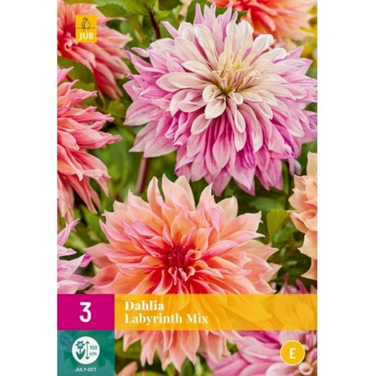 Dahlia 'Labyrinth Mix' XXL