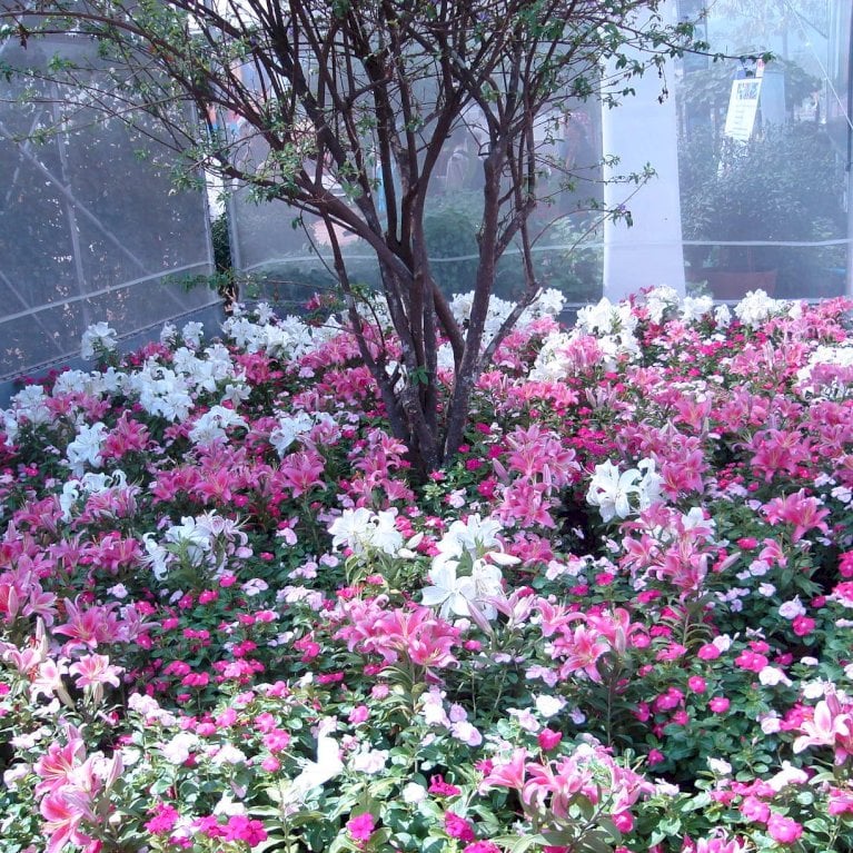 Lilje 'Oriental Pastel Mix' XXL