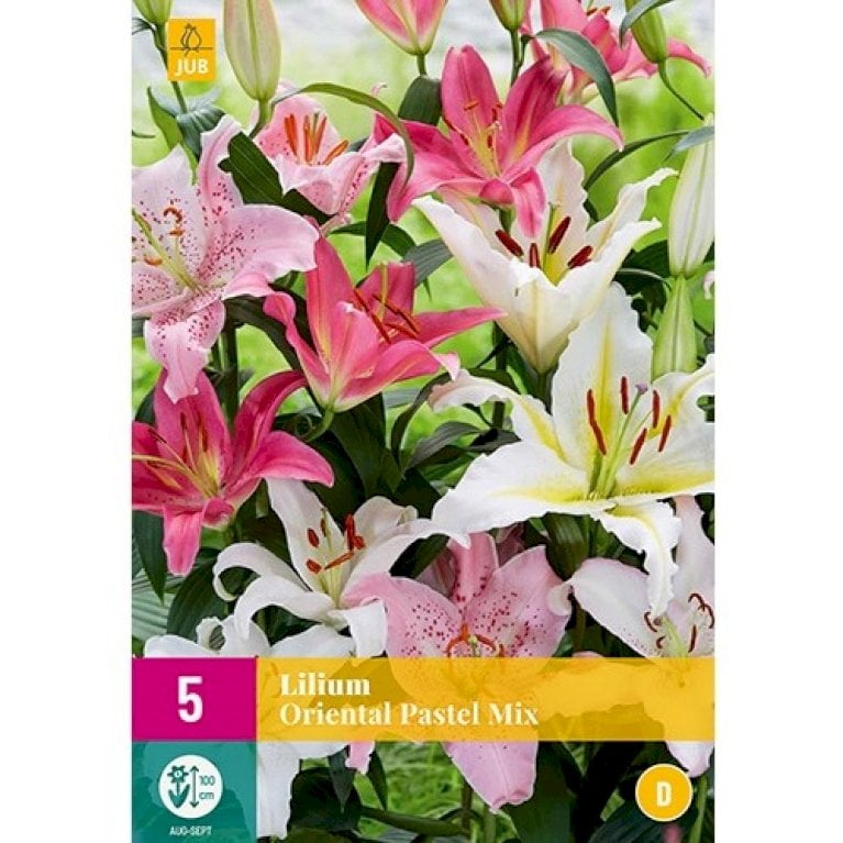 Lilje 'Oriental Pastel Mix' XXL