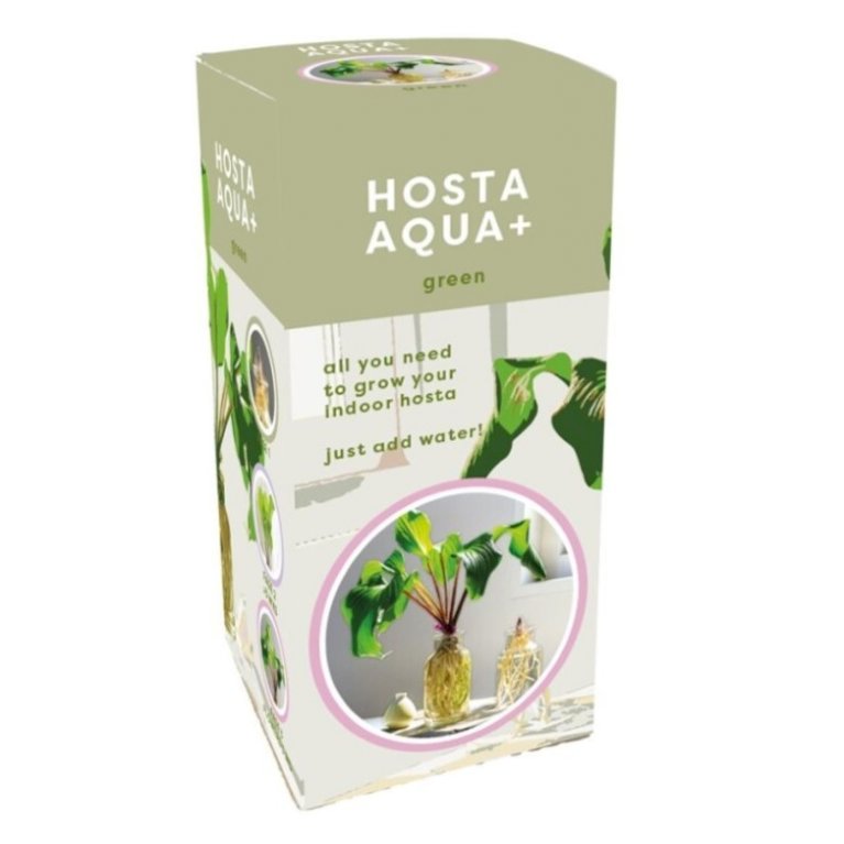 Hosta Aqua - Grøn