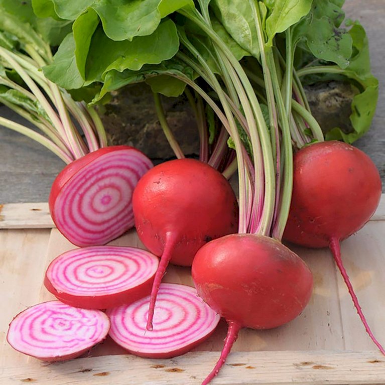 Øko Rødbede 'Chioggia'