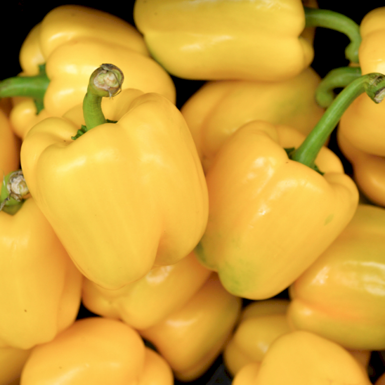 Øko Peberfrugt 'Quadrato D'Asti Giallo'