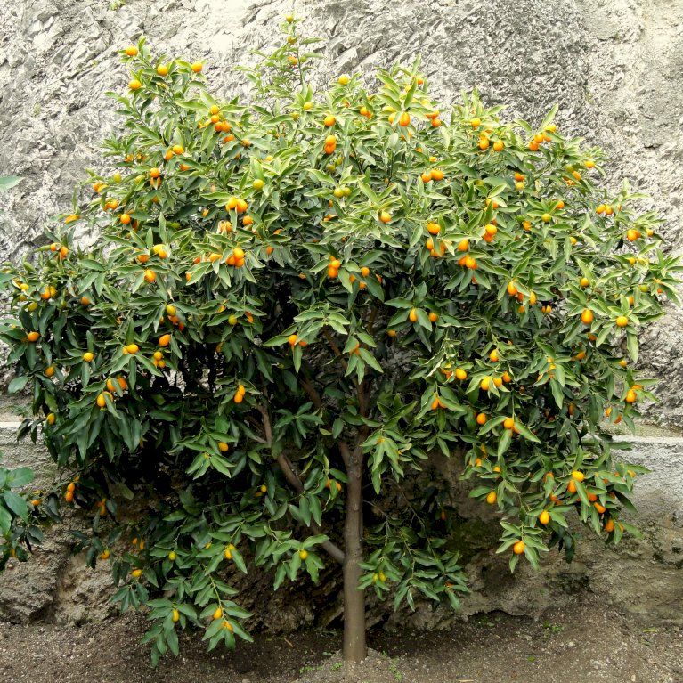 Kumquat med frugt