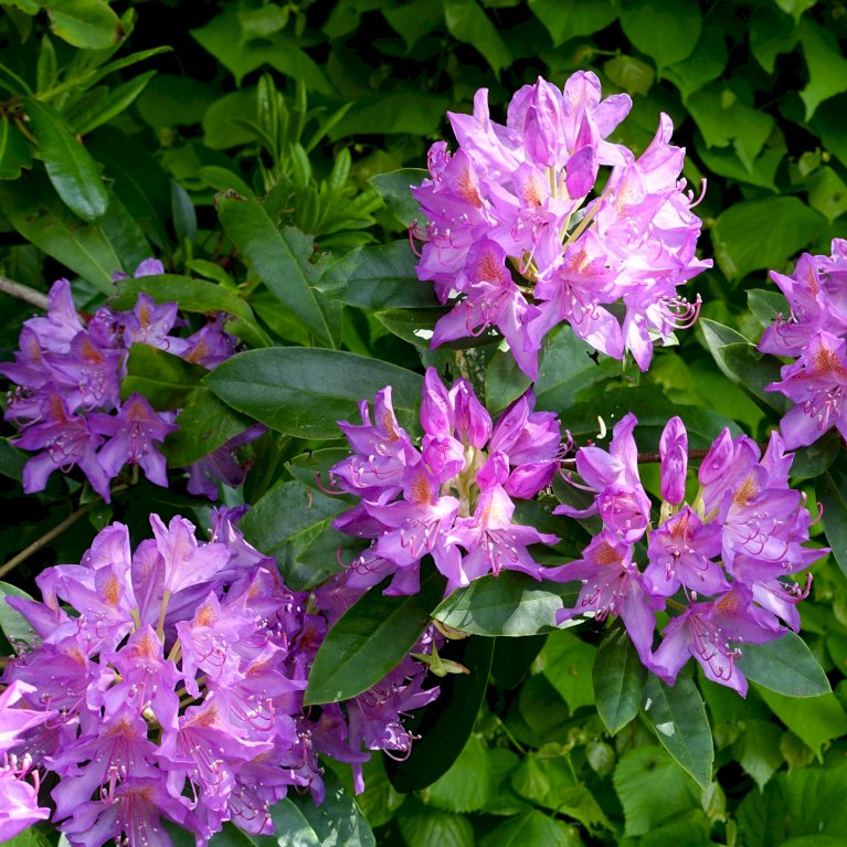 'Pink Purple Dream'