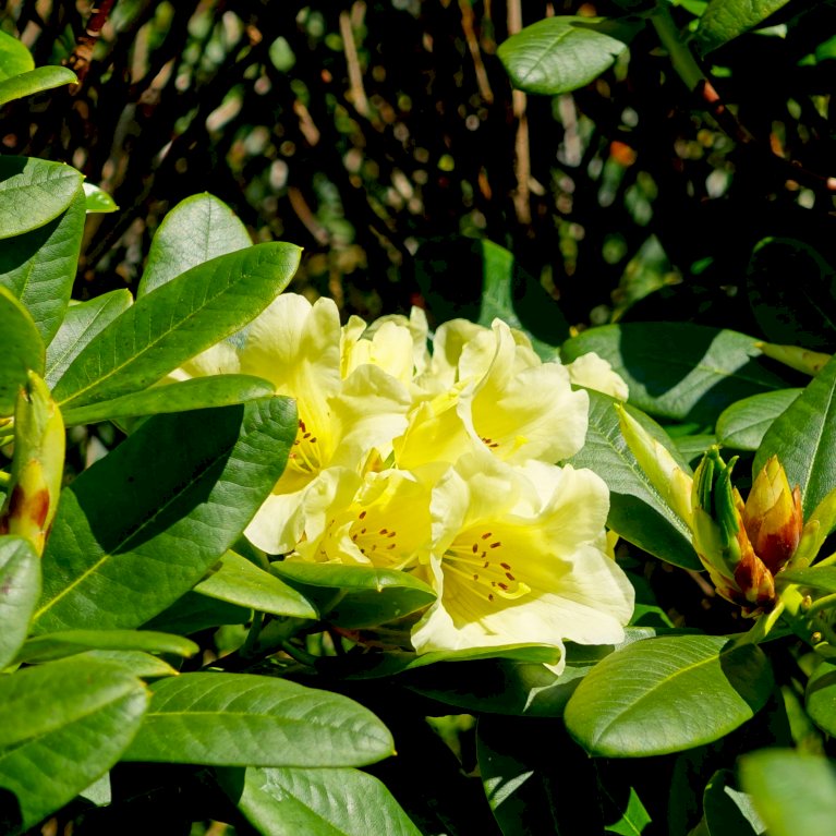 Rhododendron 'Junigold'