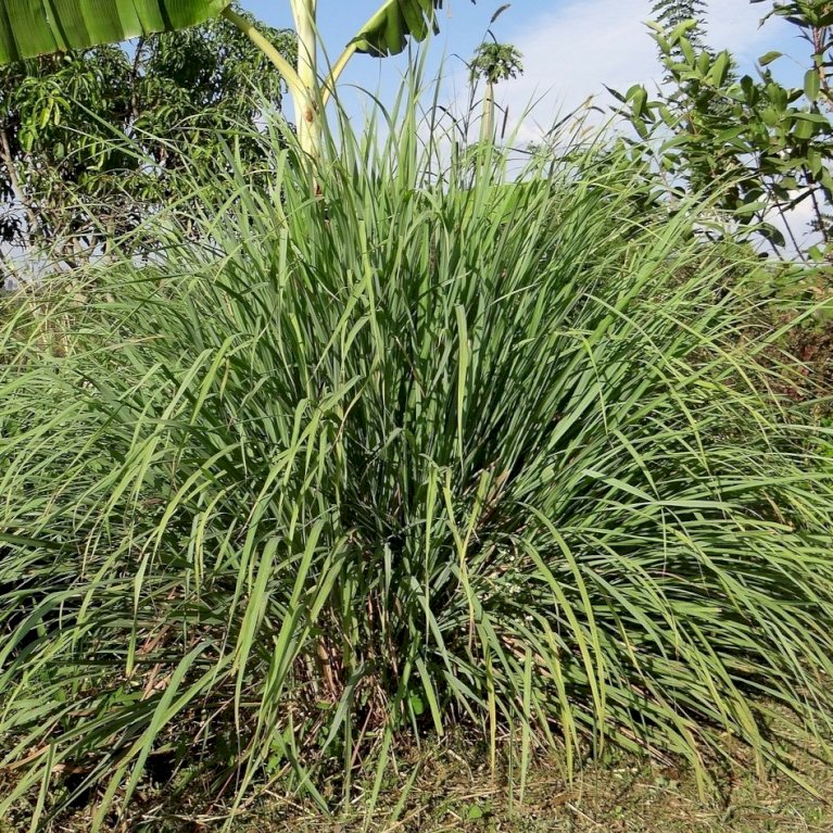 Citrongræs