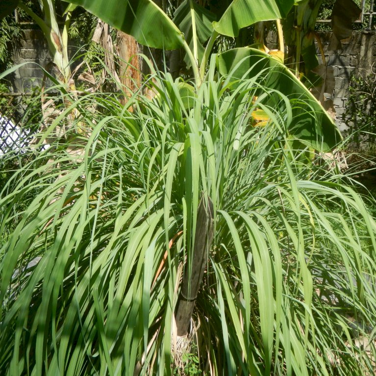 Citrongræs