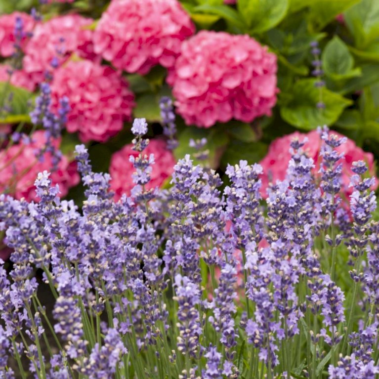 Lavendel 'Hidcote Blue'