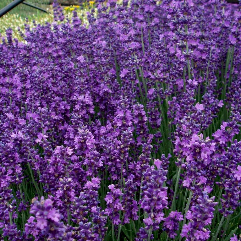 Lavendel 'Hidcote Blue'