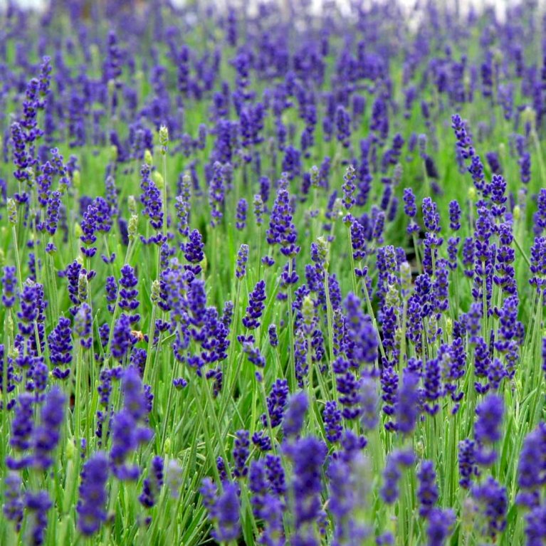 Lavendel 'Hidcote Blue'