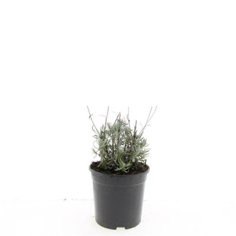 Lavendel 'Hidcote Blue'