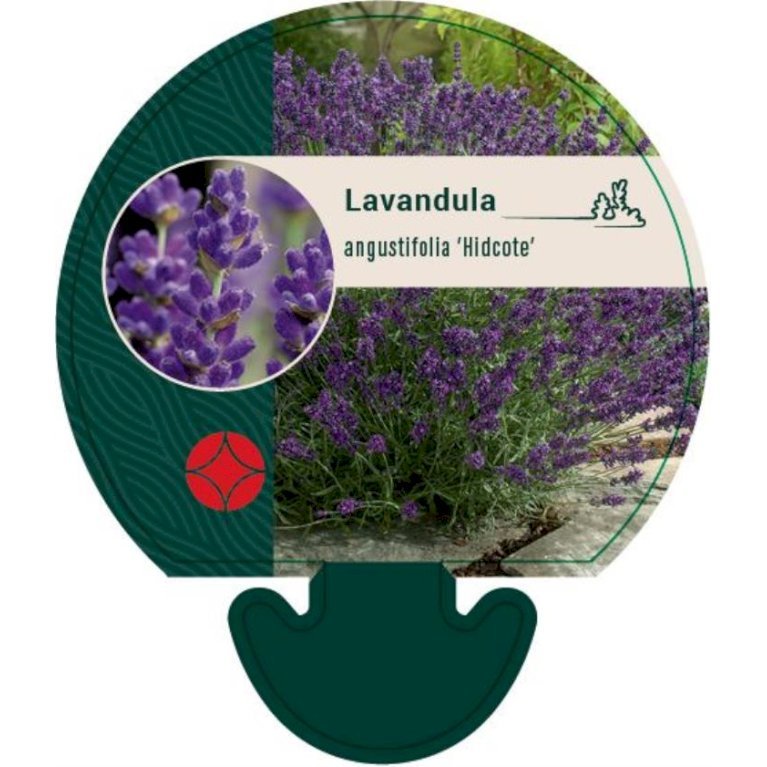 Lavendel 'Hidcote Blue'
