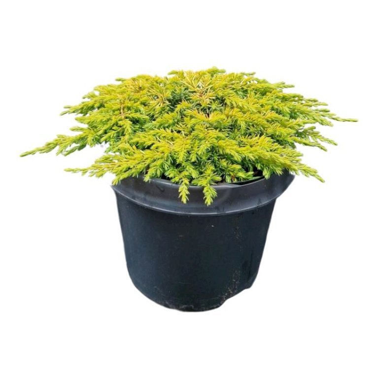 Almindelig Enebær 'Lemon Carpet'