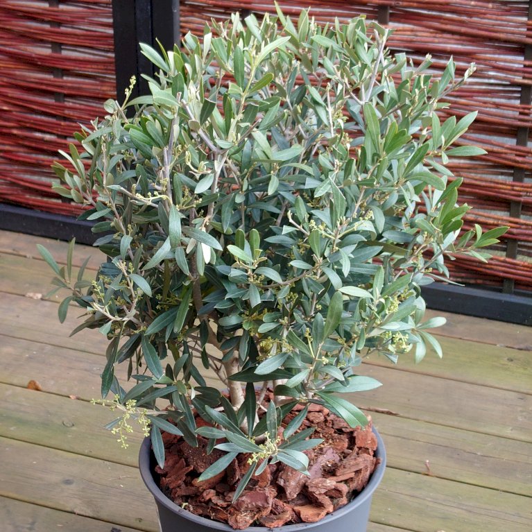 Oliven busk