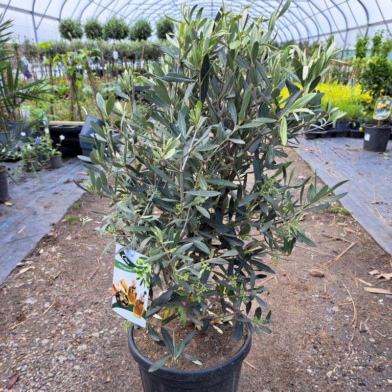 Oliven busk