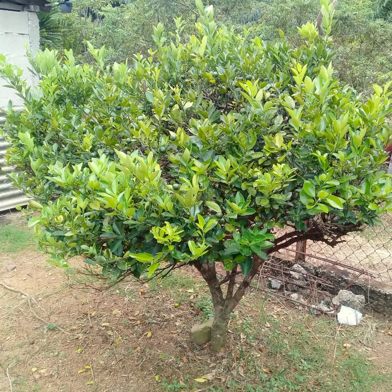 Kalamondin træ med frugt