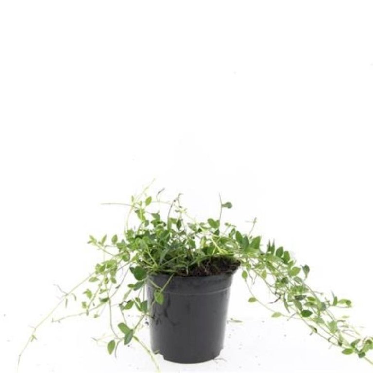 Vintergrøn 'Gertrude Jekyll'