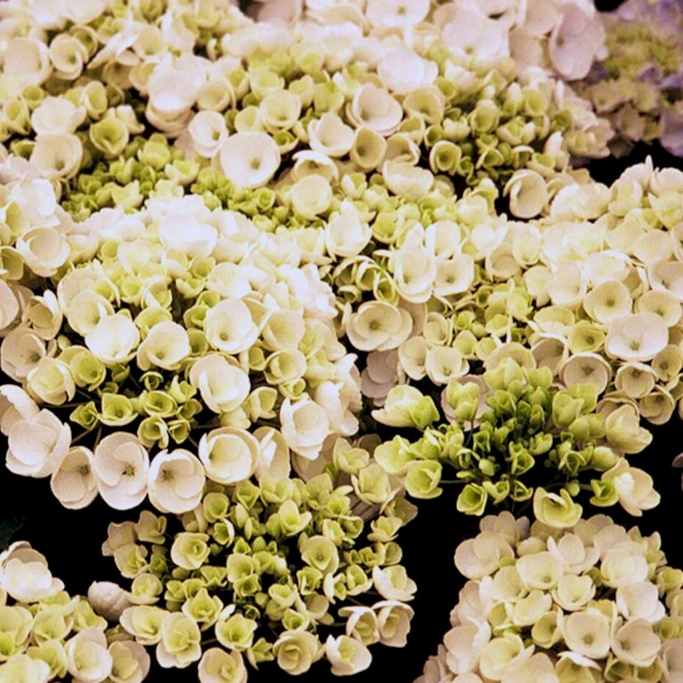 Hortensia 'Runaway Bride'