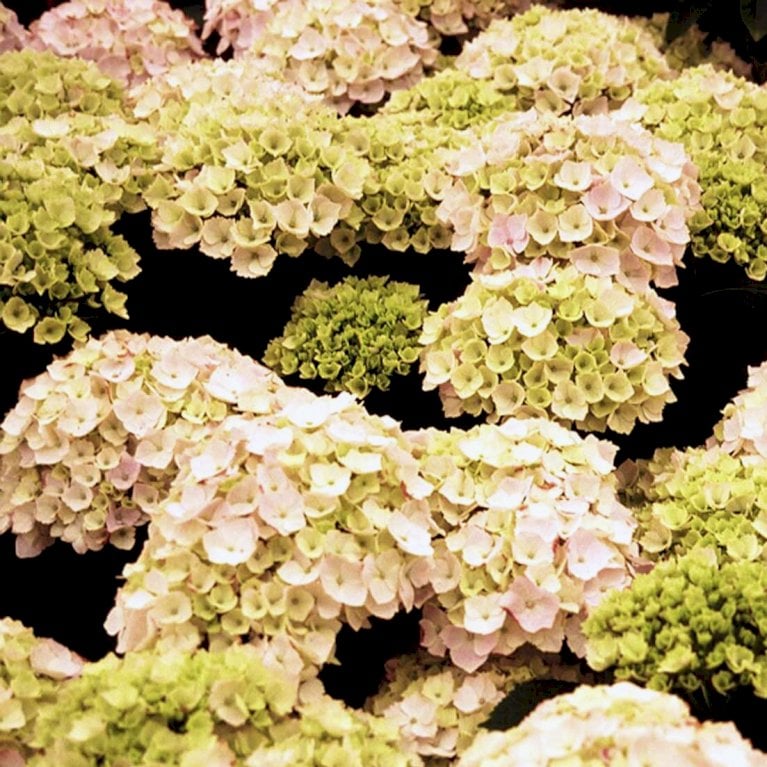 Hortensia 'Runaway Bride'