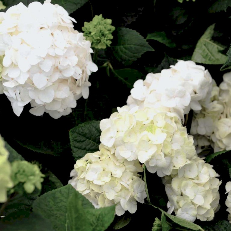 Hortensia