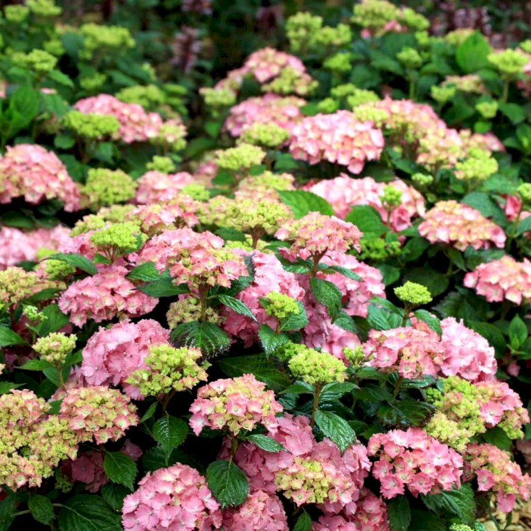 Hortensia