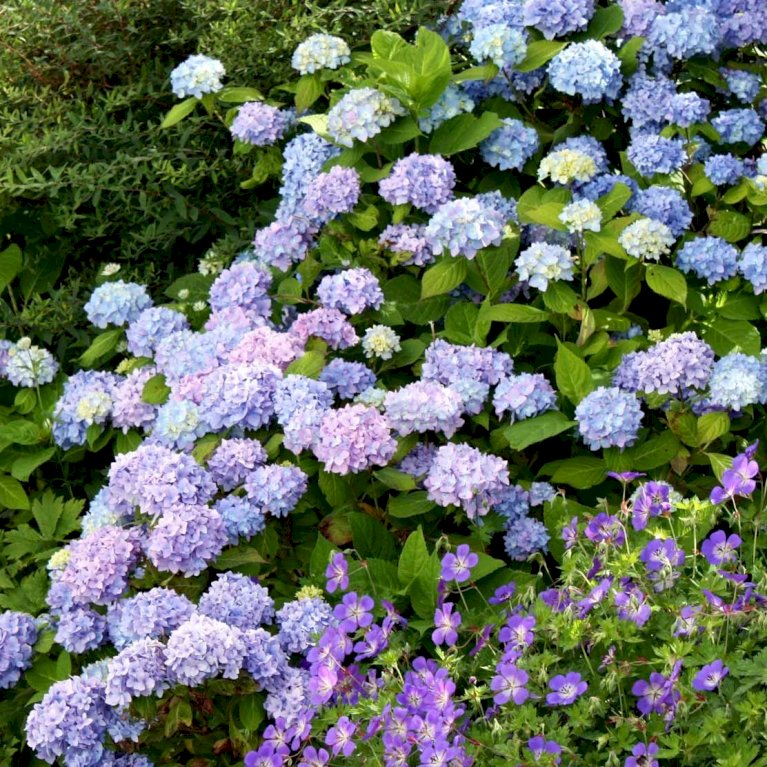 Hortensia