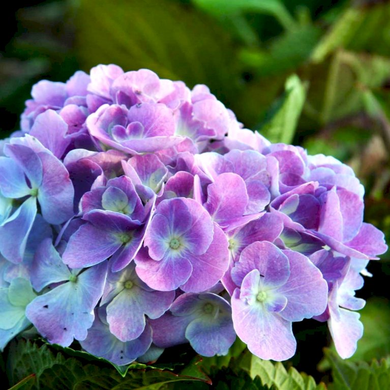 Hortensia