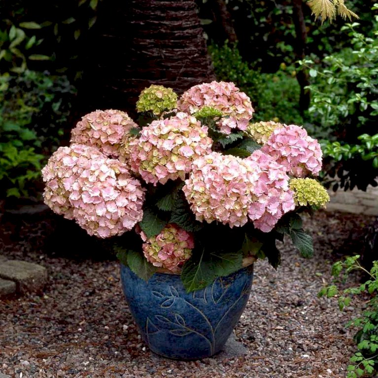Hortensia 'Magical' - Rosa