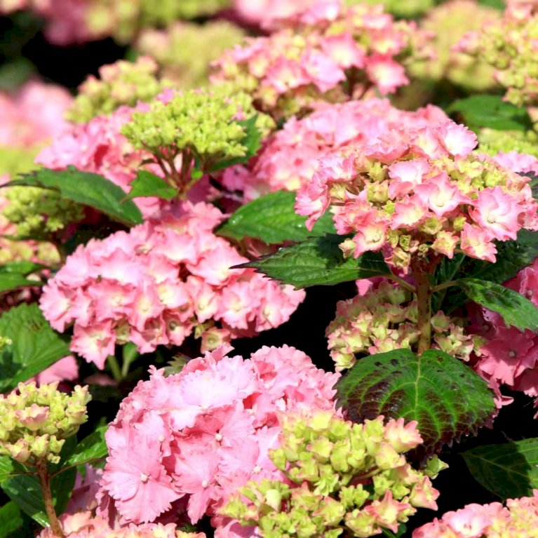 Hortensia 'Magical' - Rosa