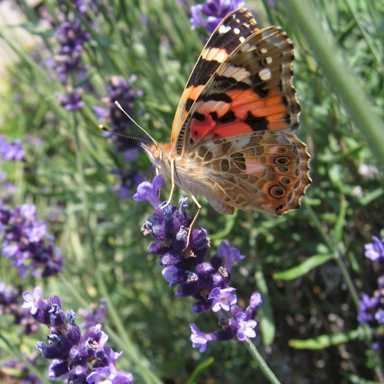 Lavendel 'Thumbelina'