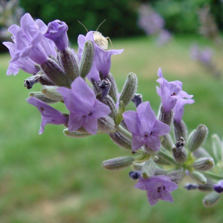 Lavendel 'Thumbelina'