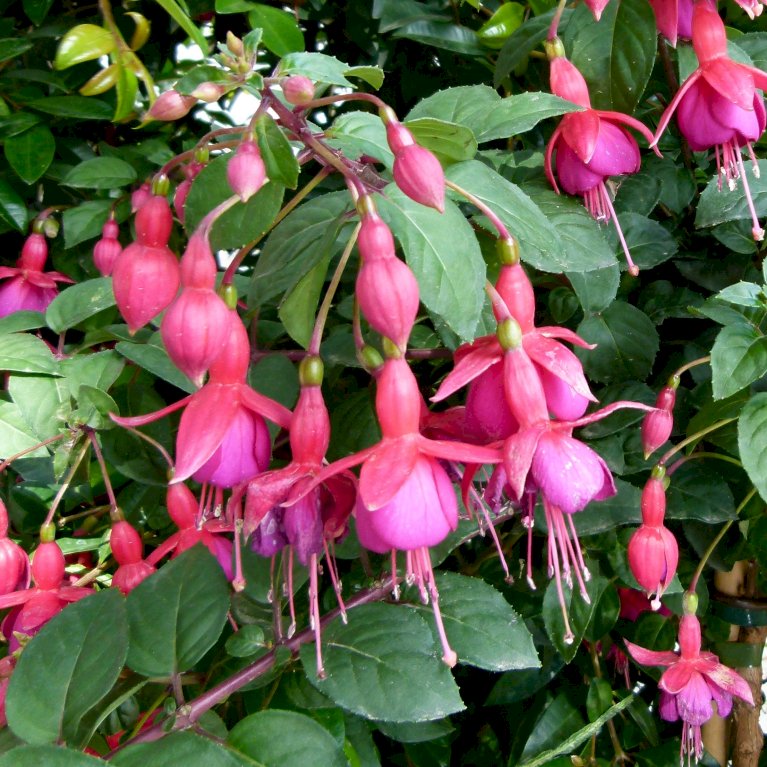 Hængende Fuchsia
